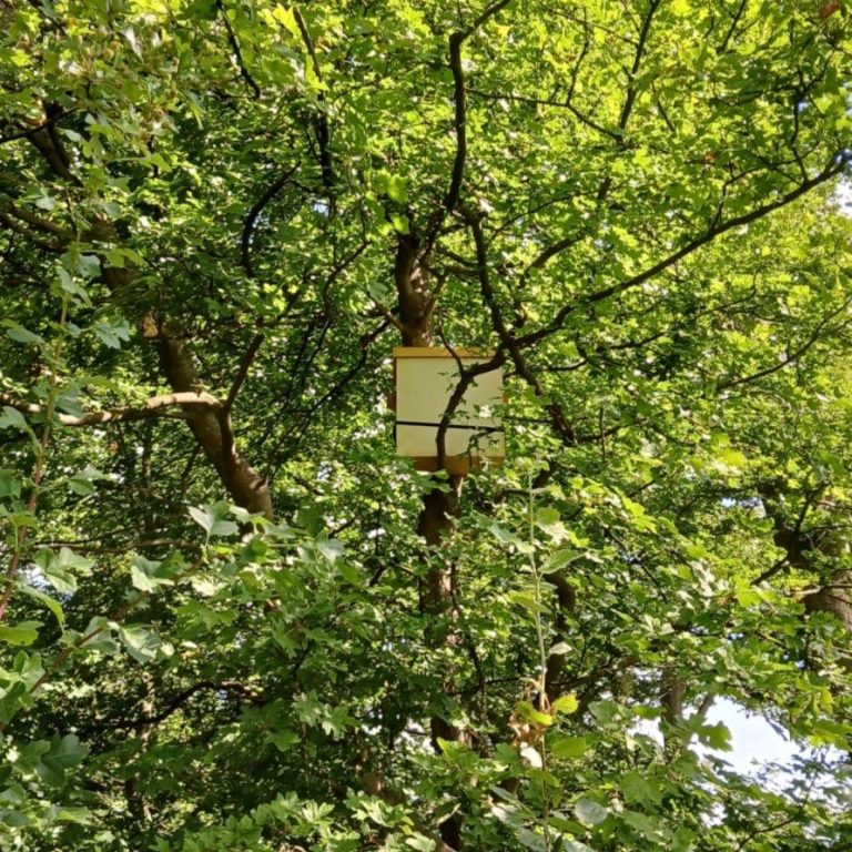 boom-steenmarterkast