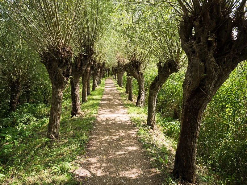 bomen compensatieplan rhoonse-en-carnisse-grienden1
